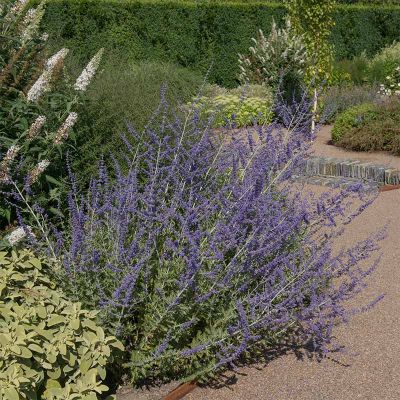 Blauraute 'Blue Spire' 20x