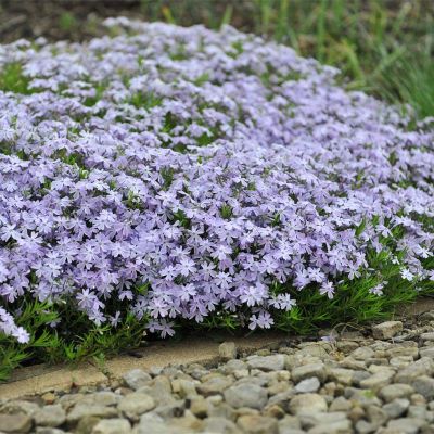 Flammenblume 'Emerald Cushion Blue' 20x 