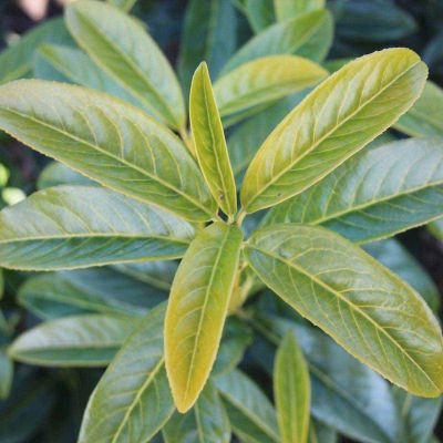 Kirschlorbeer Genolia ®