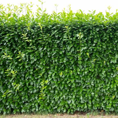 Kirschlorbeer Novita