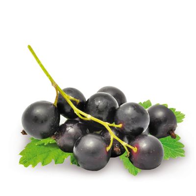 Johannisbeere 'Titania'