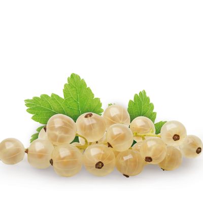 Weiße Johannisbeere 'Werdavia'