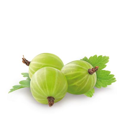 Stachelbeere 'Hinnonmäki grün'