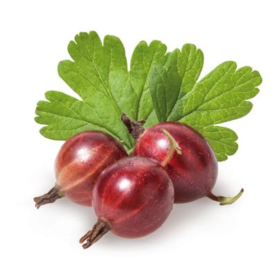 Stachelbeere 'Hinnonmäki rot'