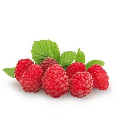 Sommerhimbeere 'Ottawa' 