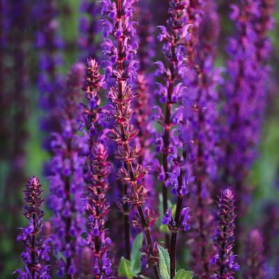 Salbei ‘Caradonna’ 20x