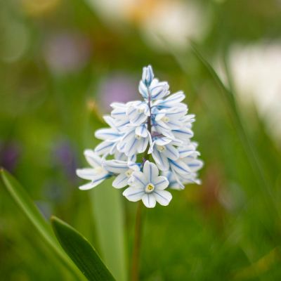 100 x Weisser Blaustern, Stinsenpflanze