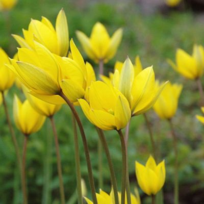 100 x Wild-Tulpe, Wald-Tulpe