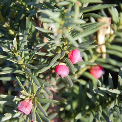 Becher- Eibe Hicksii (Mit Beeren)