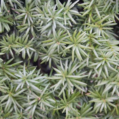 Becher- Eibe Hillii (Ohne Beeren)