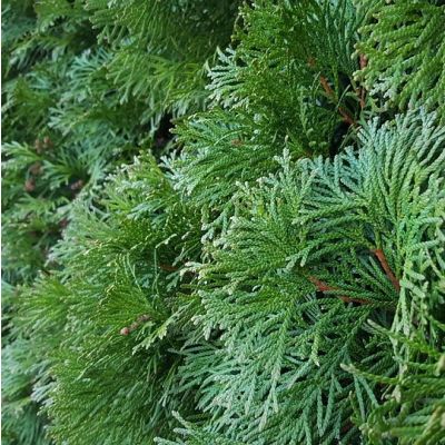 Thuja Smaragd
