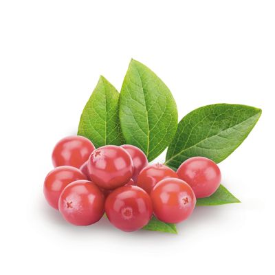 Heidelbeere 'Pink Lemonade'