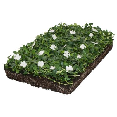 Weißes Immergrün Bodendeckermatte