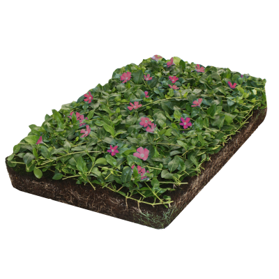 Violettes Immergrün Bodendeckermatte