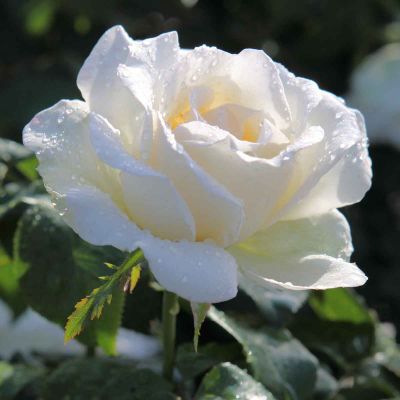 Edelrose White Symphonie