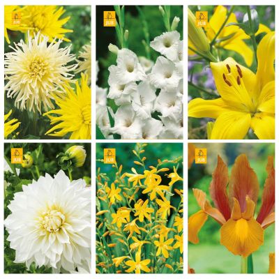 Blumenzwiebeln Paket Gelb und Weiß