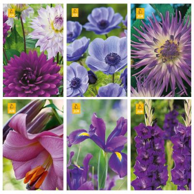 Blumenzwiebeln Paket Lila