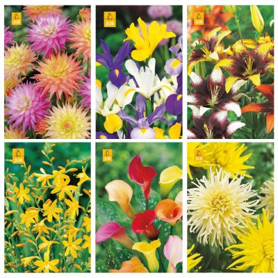 Blumenzwiebeln Paket Sonnig