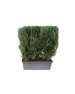 Blaue Scheinzypresse