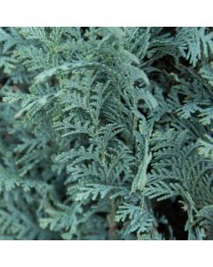 Blaue Scheinzypresse