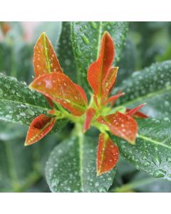 Kirschlorbeer ‘Bonaparte’