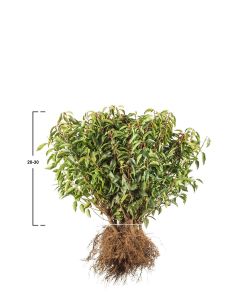 Portugiesischer Kirschlorbeer