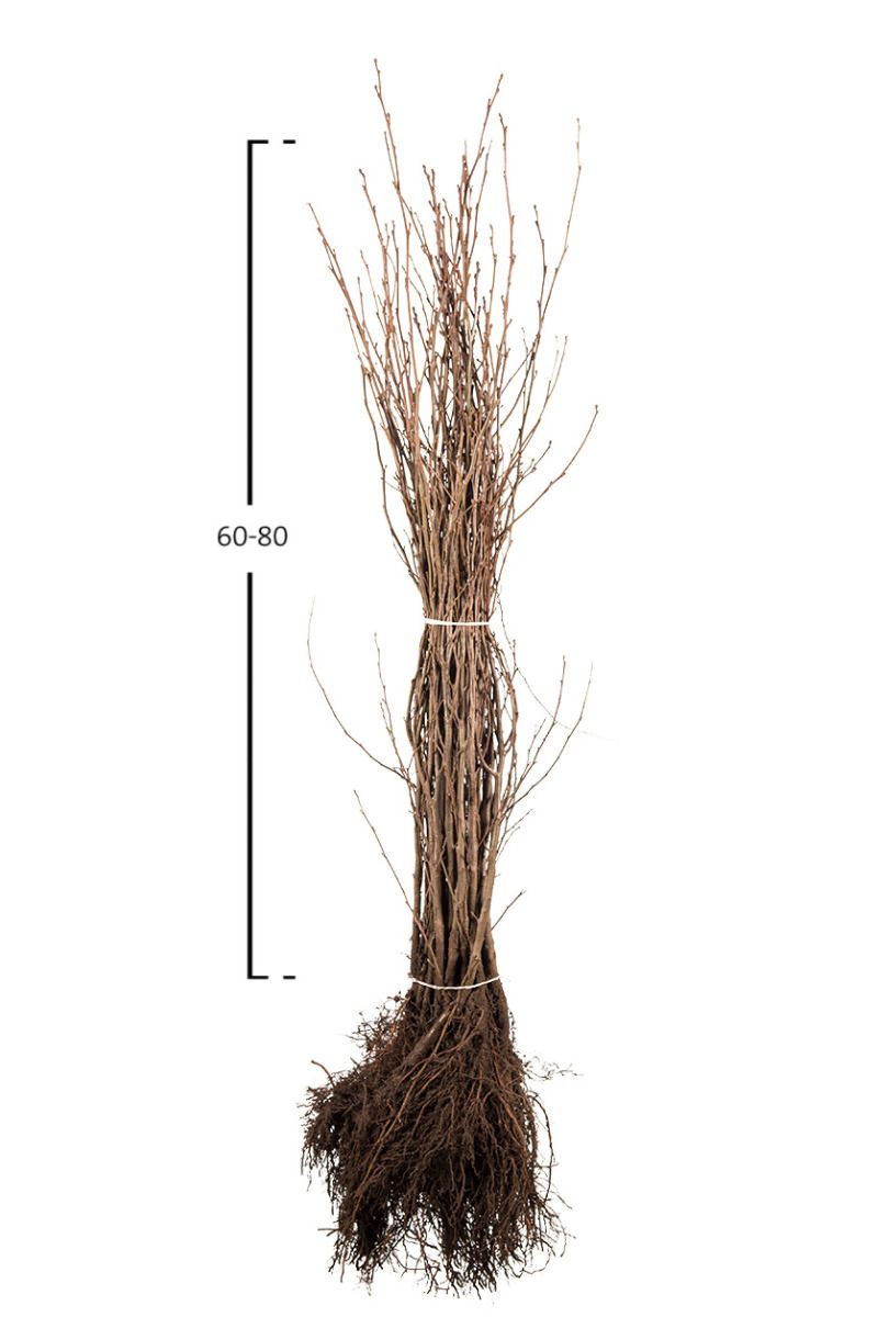 Herzblättrige Erle, Italienische Erle