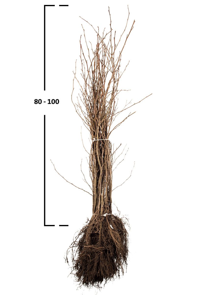 Herzblättrige Erle, Italienische Erle
