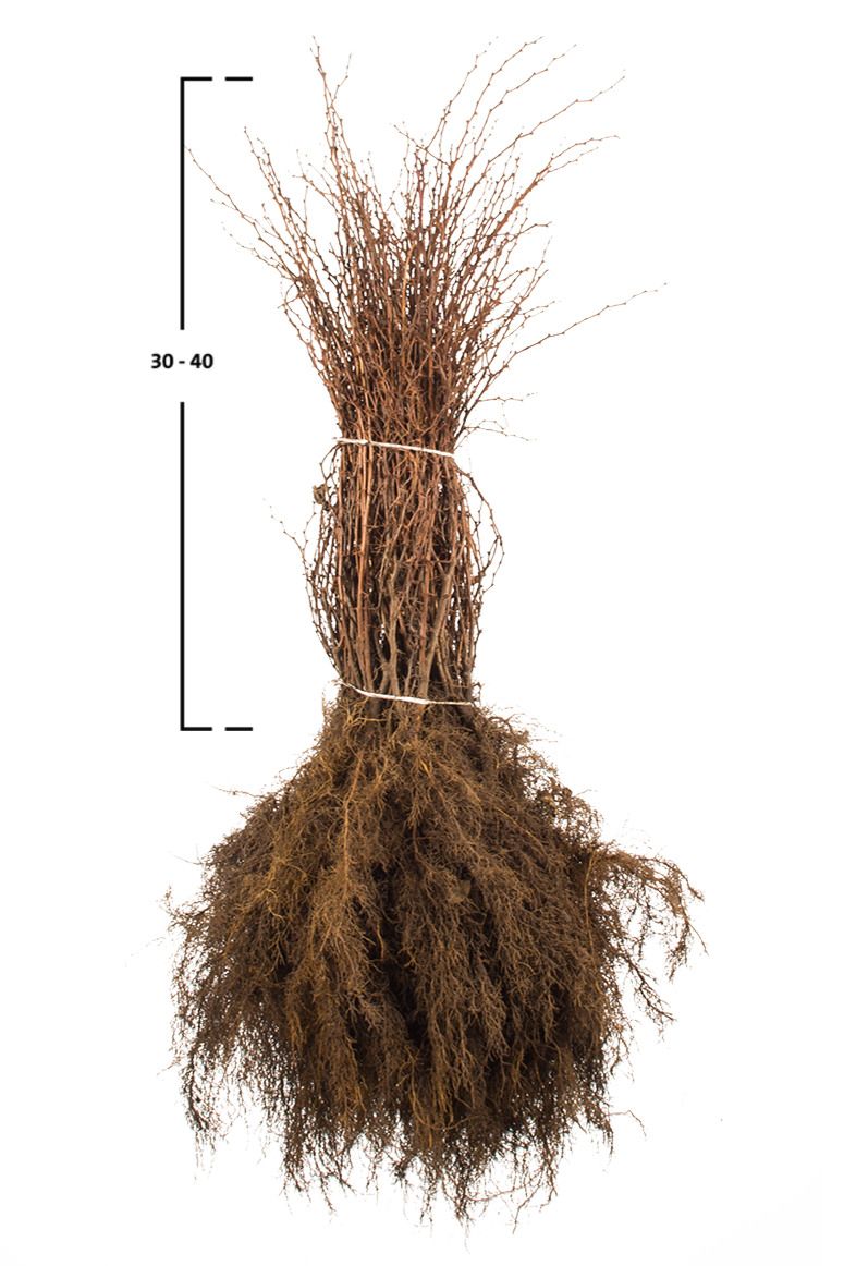 Rote Berberis thunbergii