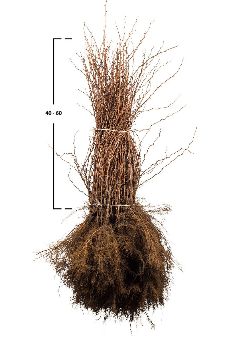 Rote Berberis thunbergii