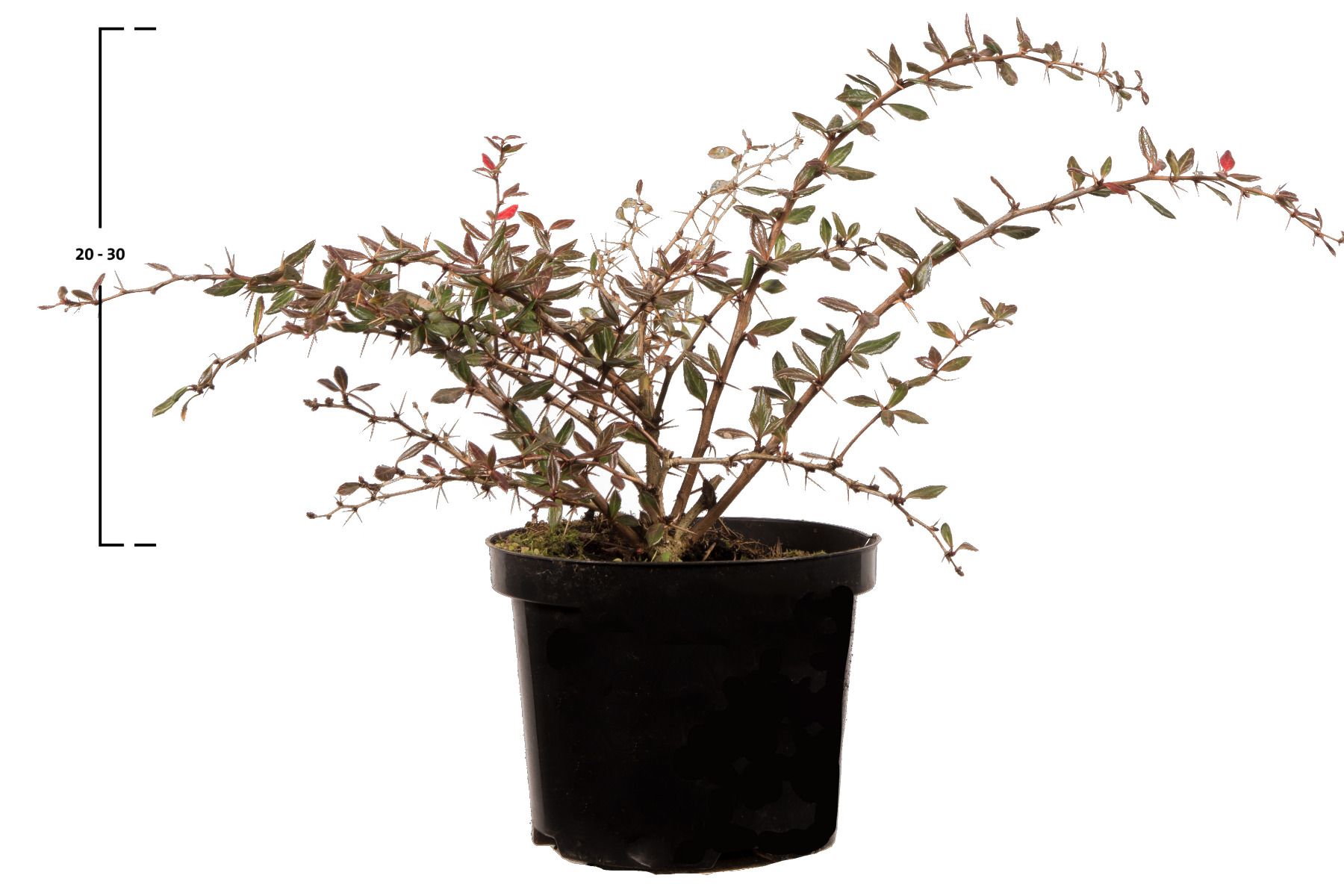 Immergrüne Kugelberberitze 'Amstelveen'