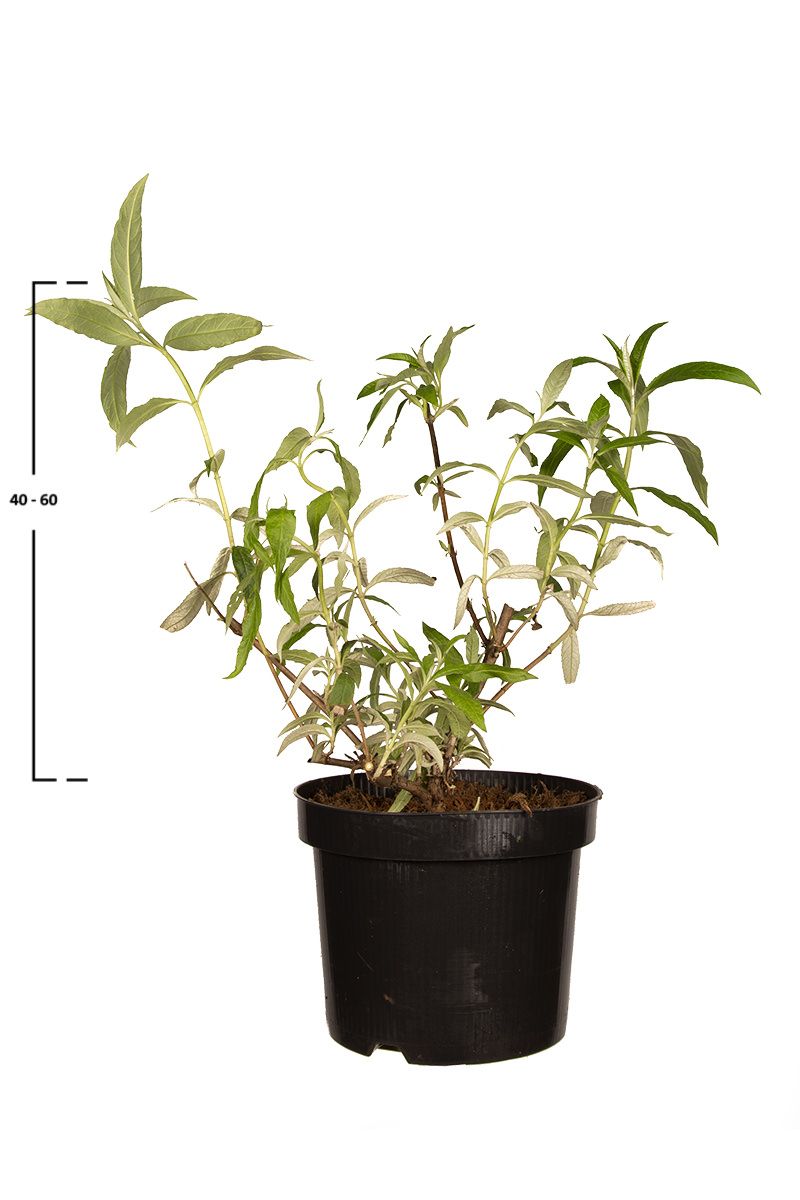 Schmetterlingsflieder Black Knight