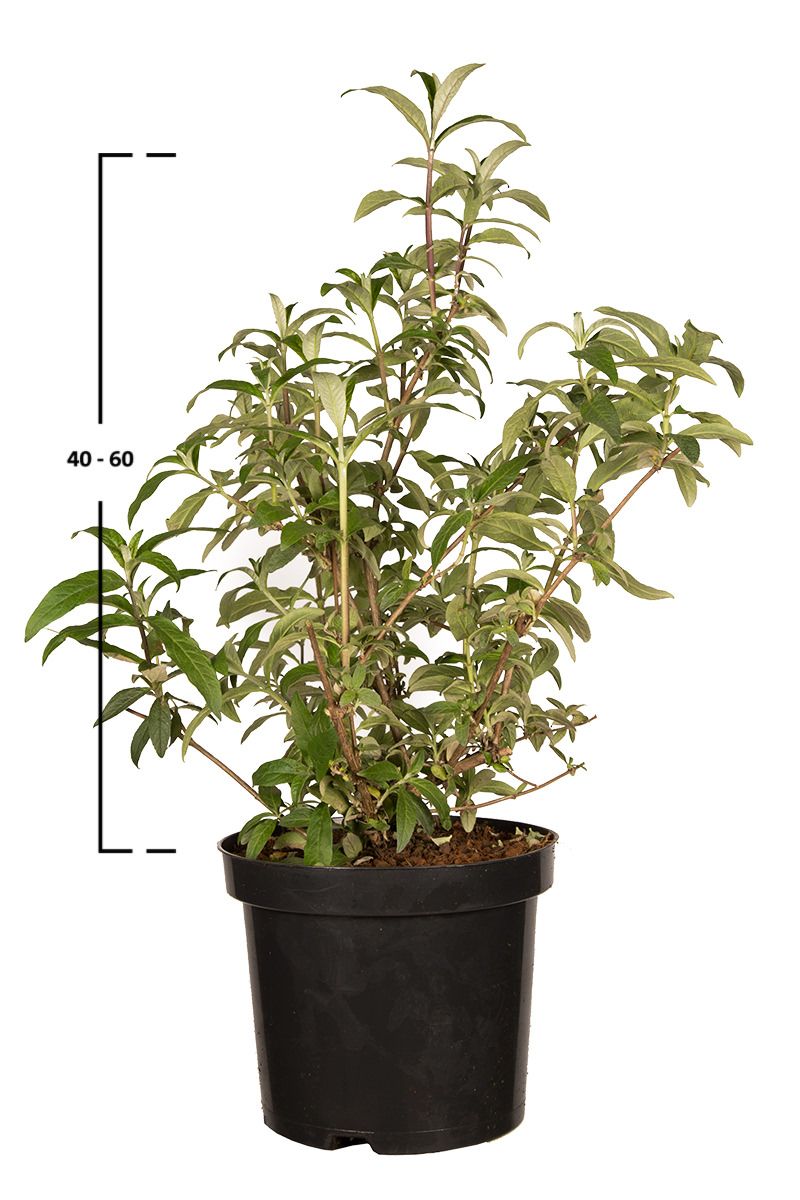 Schmetterlingsflieder 'Empire Blue'