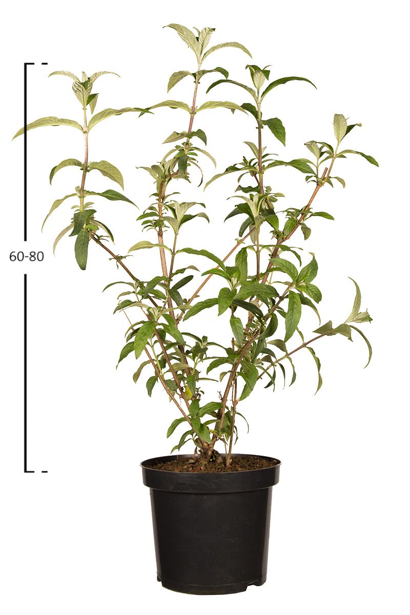 Schmetterlingsflieder 'Empire Blue'