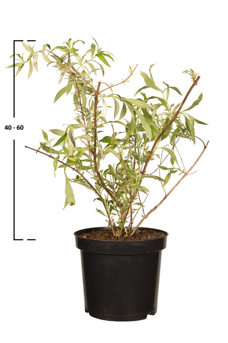 Schmetterlingsflieder 'Nanho Blue'