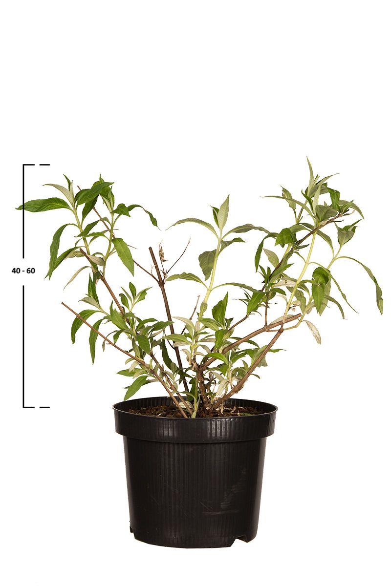 Schmetterlingsflieder  'Pink Delight'