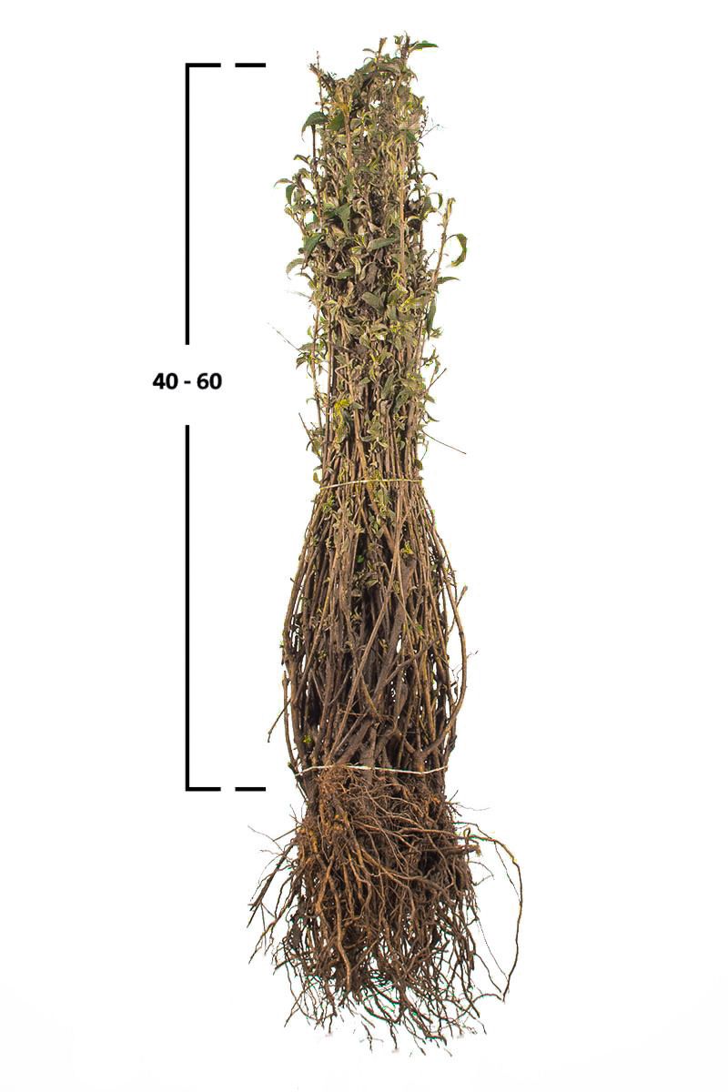 Schmetterlingsflieder  'Pink Delight'