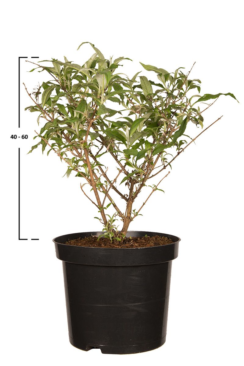 Schmetterlingsflieder 'White Profusion'