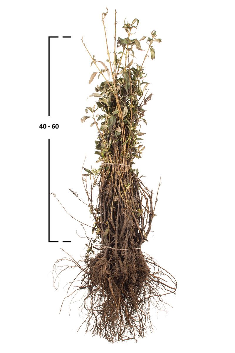 Schmetterlingsflieder 'White Profusion'