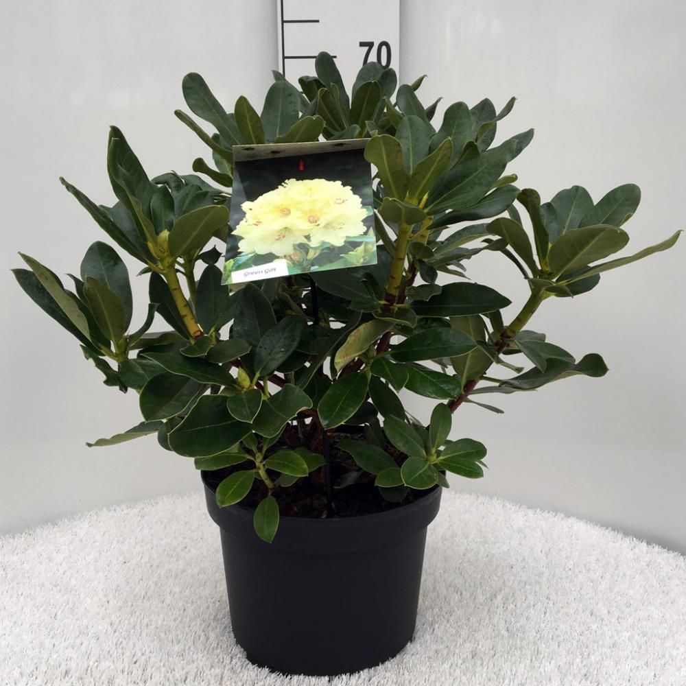 Rhododendron ‘Horizon Monarch’