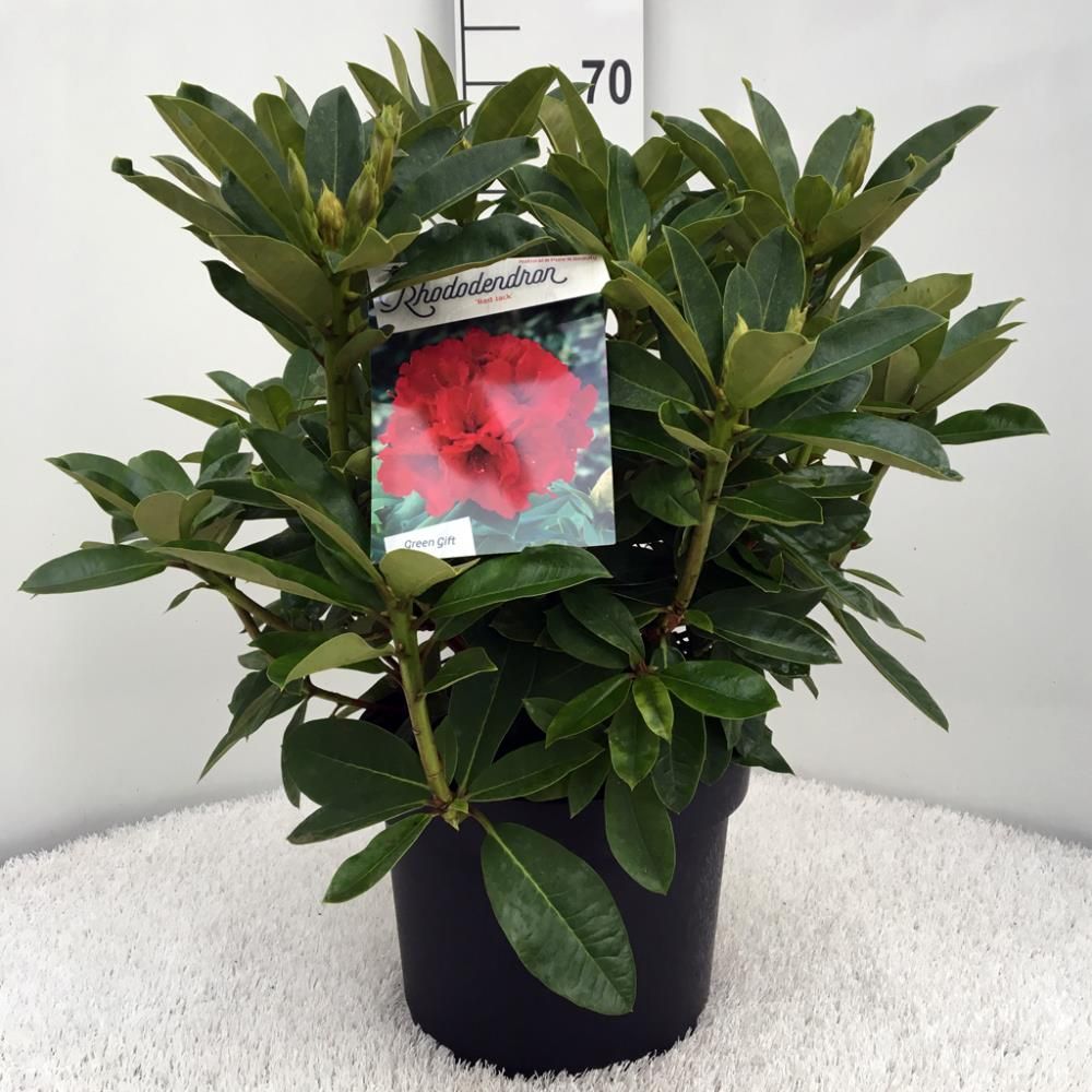 Rhododendron ‘Red Jack’