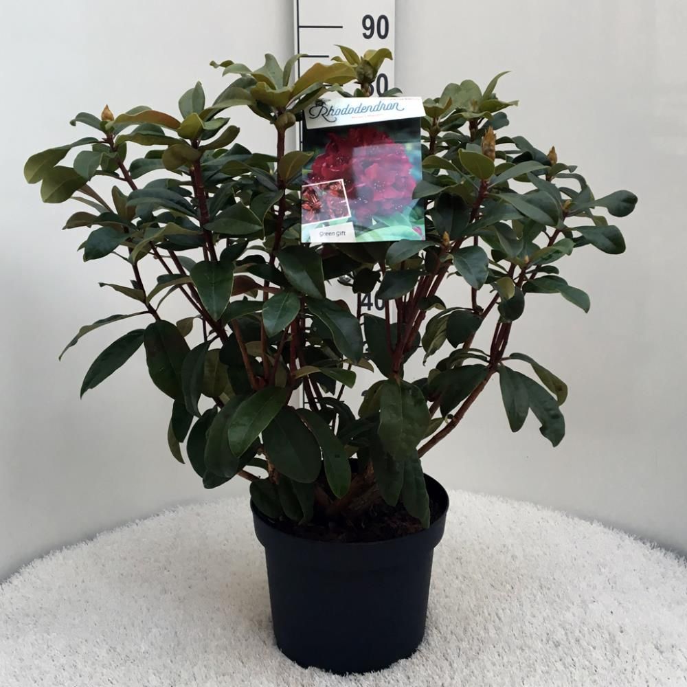 Rhododendron ‘Mosers Maroon’