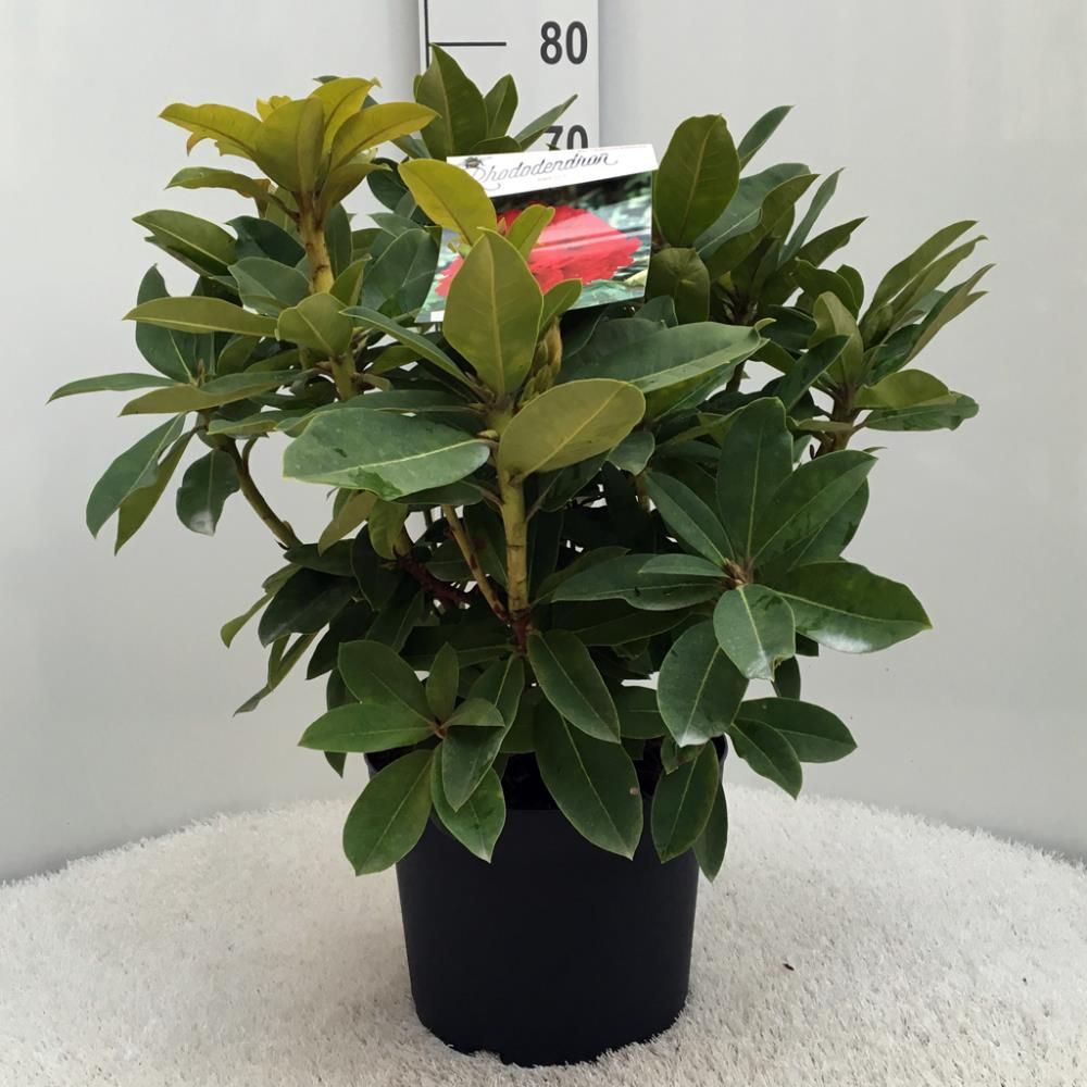 Rhododendron ‘Red Jack’