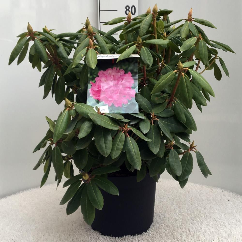 Rhododendron ‘Roseum Elegans’