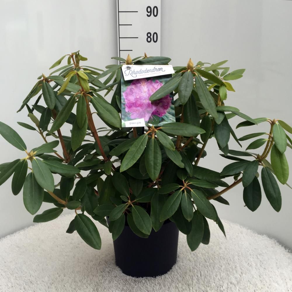 Rhododendron ‘Catawbiense Grandiflorum’