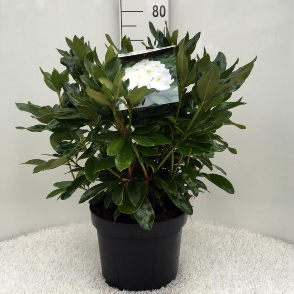 Rhododendron ‘Cunninghams White’
