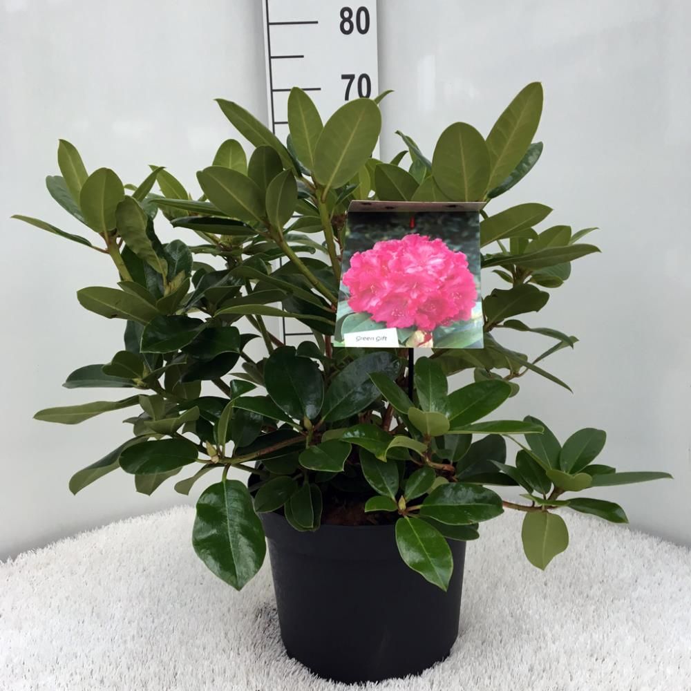 Rhododendron ‘Germania’