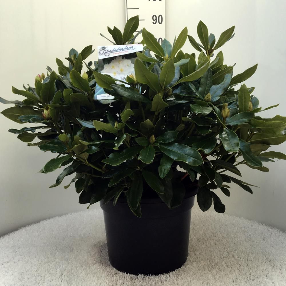 Rhododendron ‘Cunninghams White’