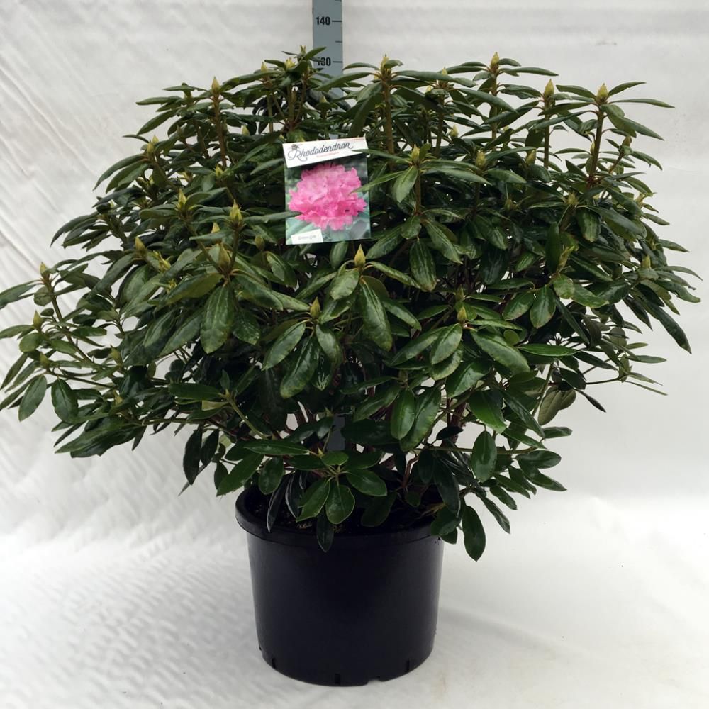 Rhododendron ‘Roseum Elegans’