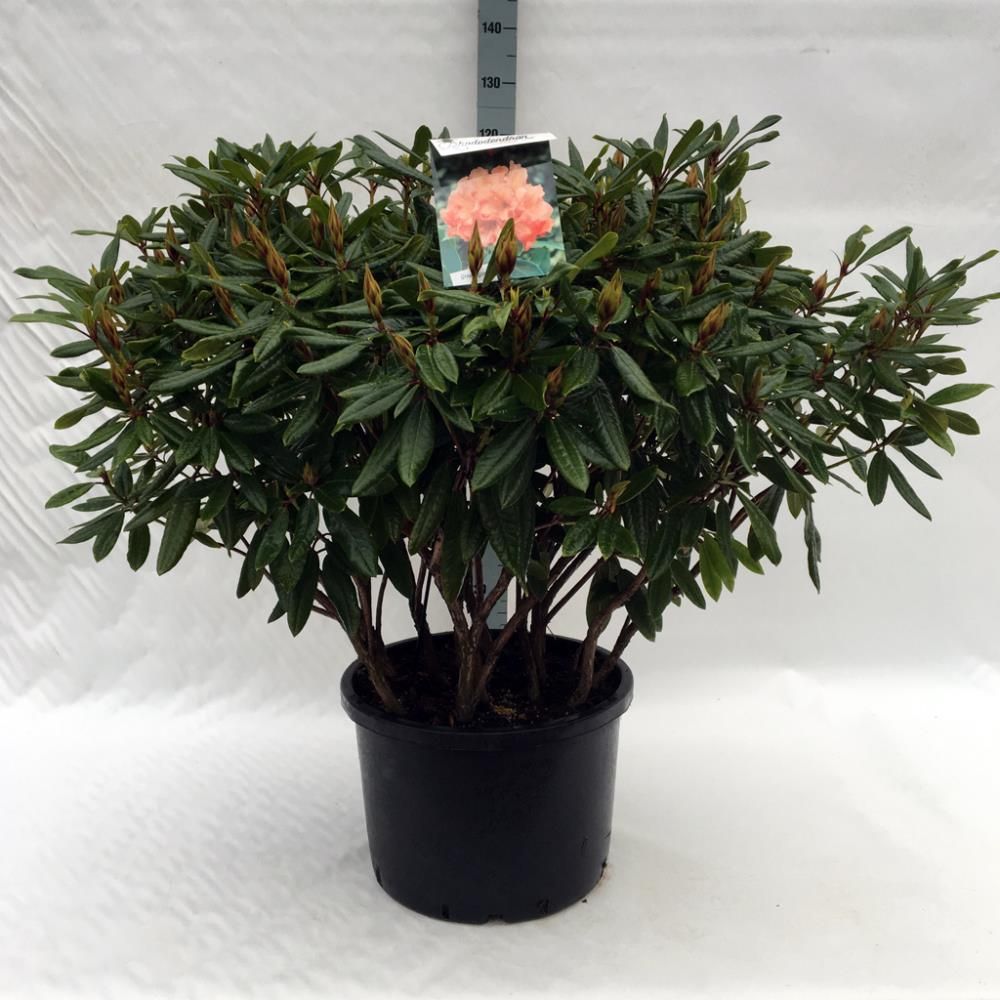 Rhododendron 'Tortoiseshell Orange'